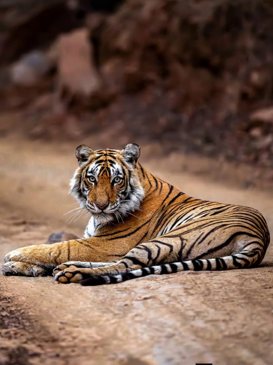 Royal Tiger Safari Tour
